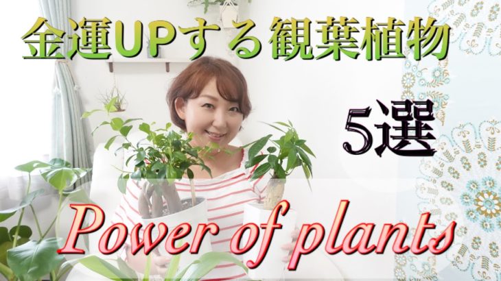 【金運UP】観葉植物の風水と育て方